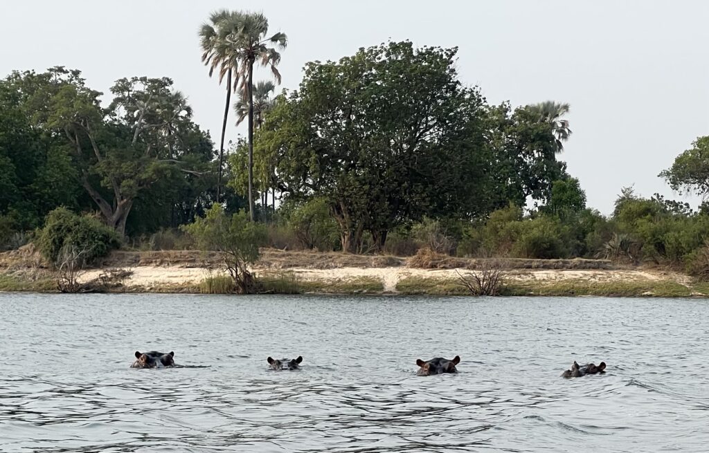 hippos in Zambezi River