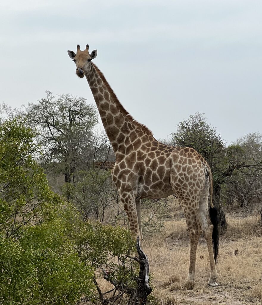 giraffe at Kruger National Park in South Africa
